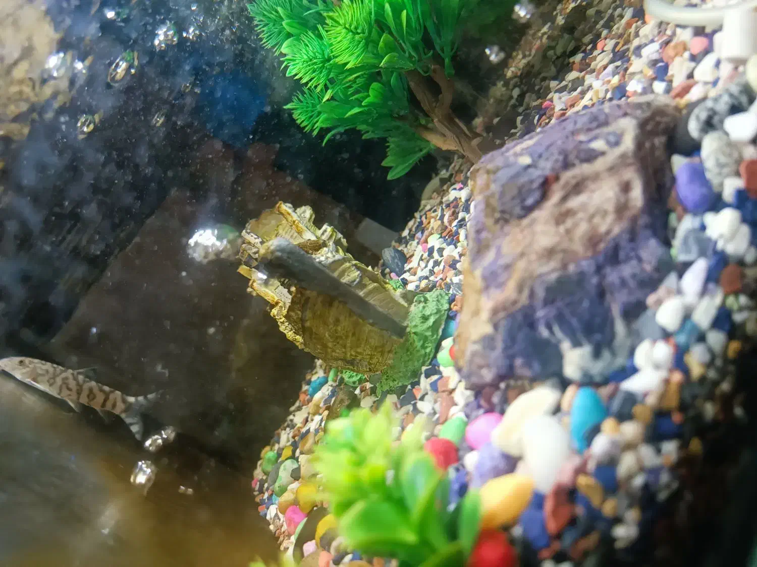 آکواریوم شیشه خم با تمام تجهیزات|ماهی|کاشان, سلطان امیر احمد|دیوار