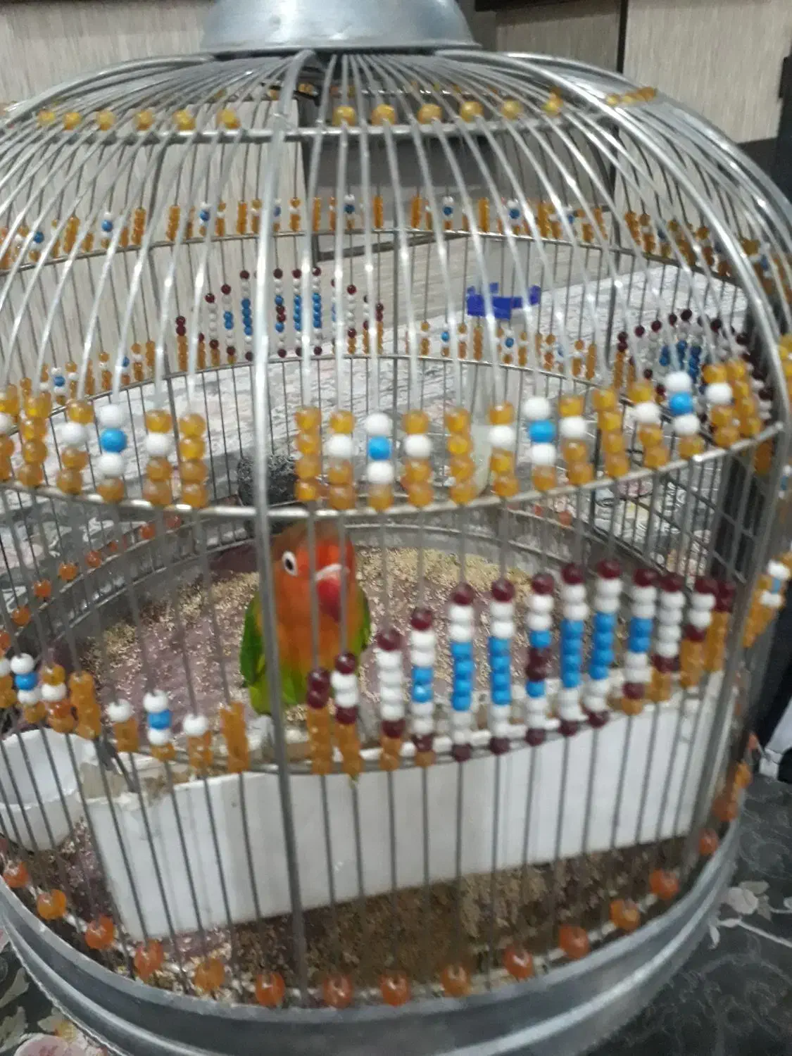 طوطی برزیلی|پرنده|اسلامشهر, شهرک انبیا|دیوار