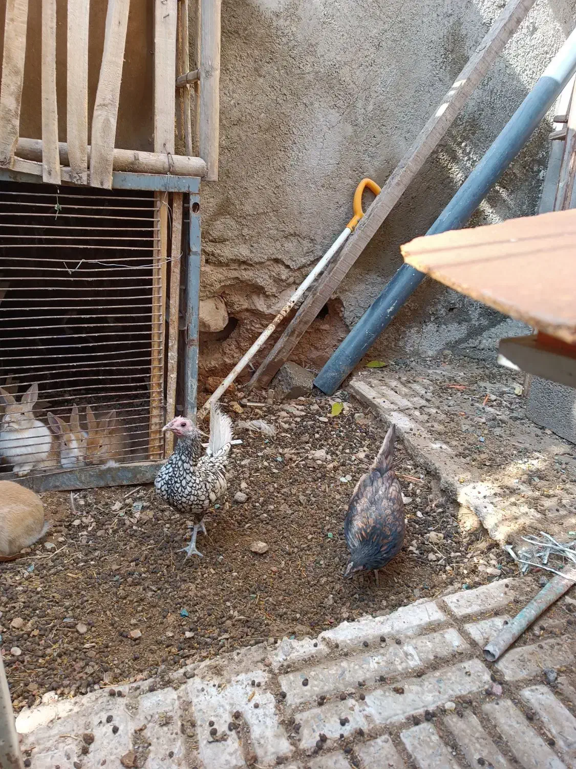 مرغ وخروس|حیوانات مزرعه|صحنه, |دیوار