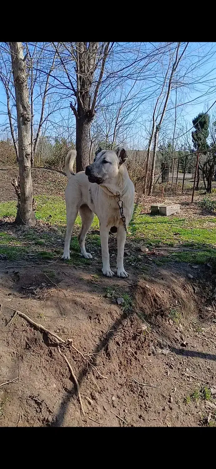 فروش سگ سرابی|سگ|املش, |دیوار