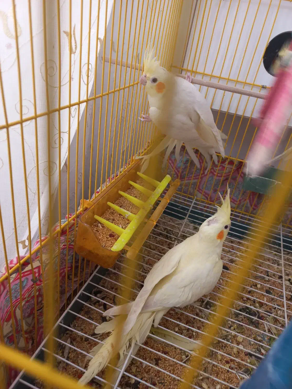 عروس هلندی|پرنده|مرند, |دیوار