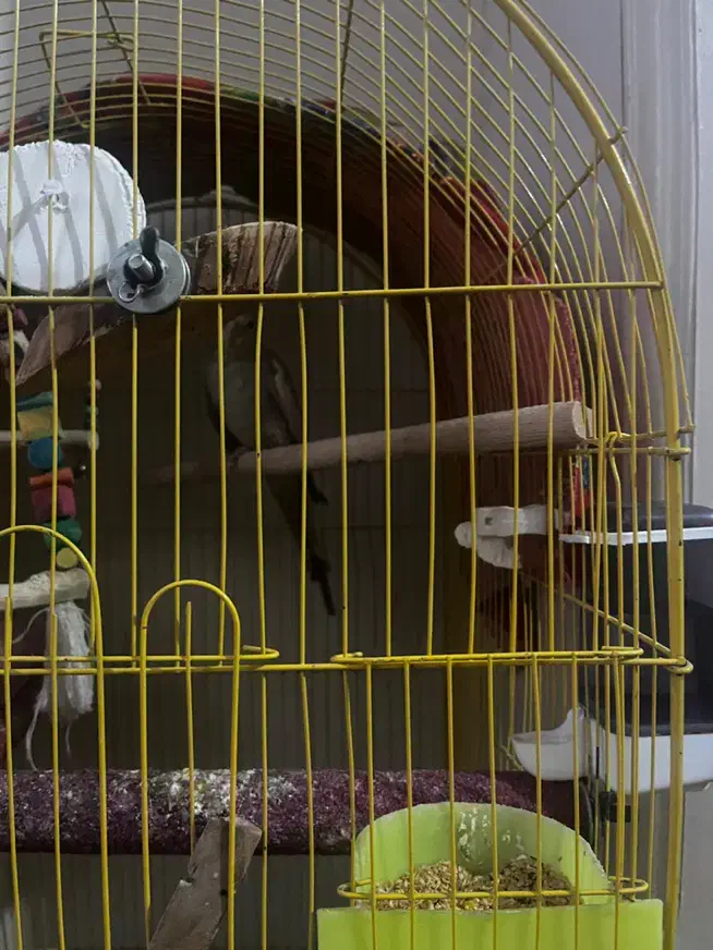 عروس هلندی ماده|پرنده|قدس, شهرقدس|دیوار