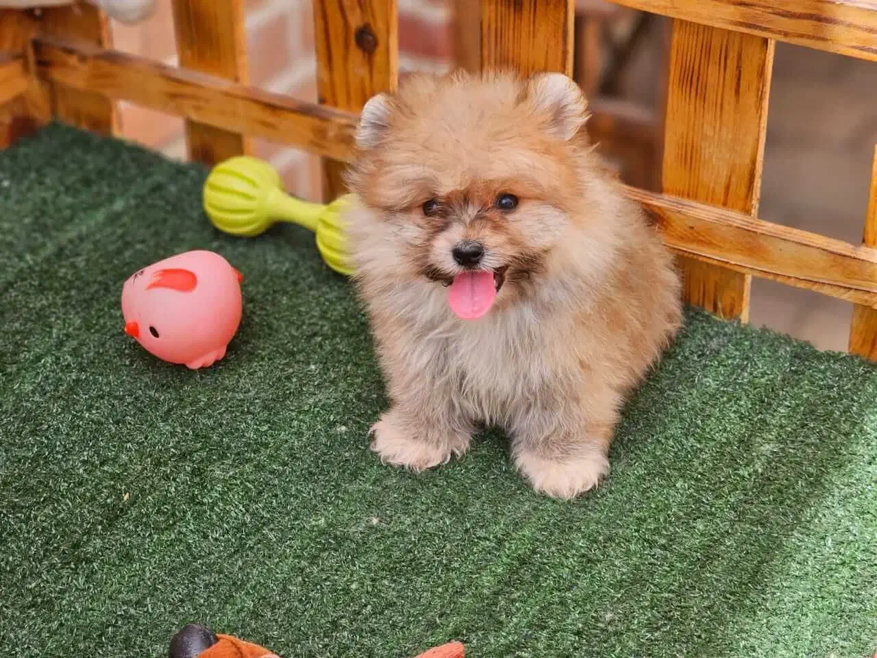 پامر،پامرانین،پامر خرسی|سگ|اصفهان, امیرعرب|دیوار