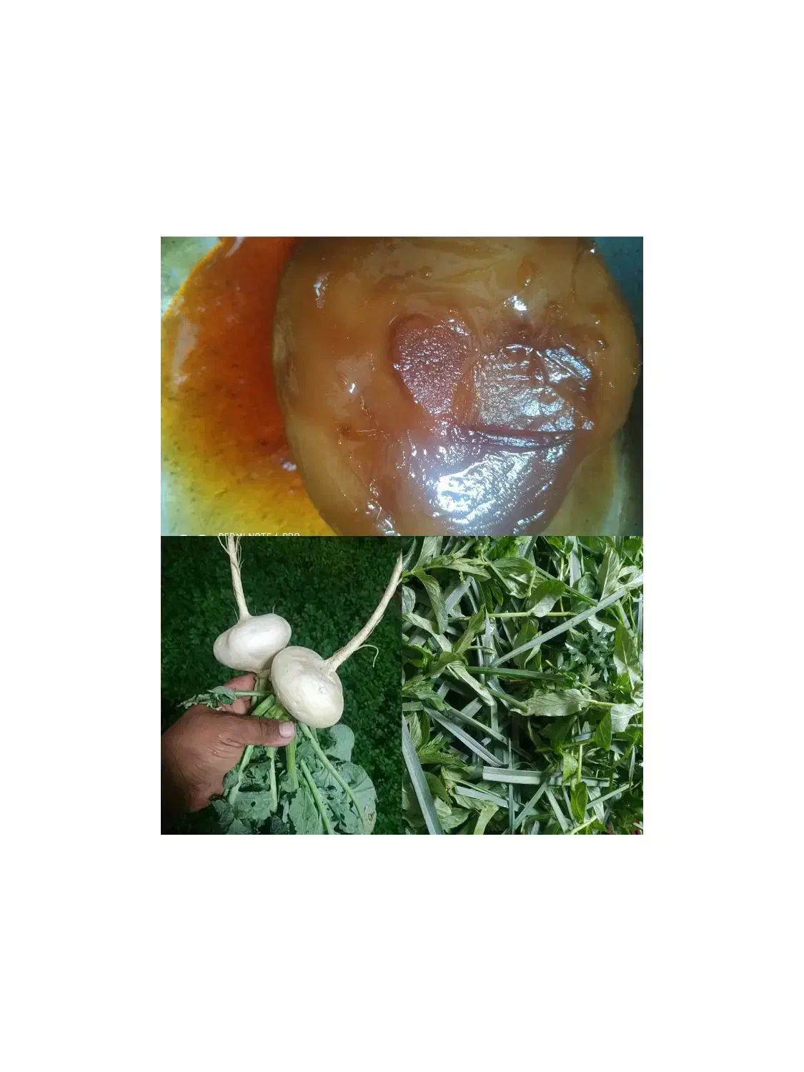 شلغم از بذر مرک|خوردنی و آشامیدنی|گزیک, |دیوار