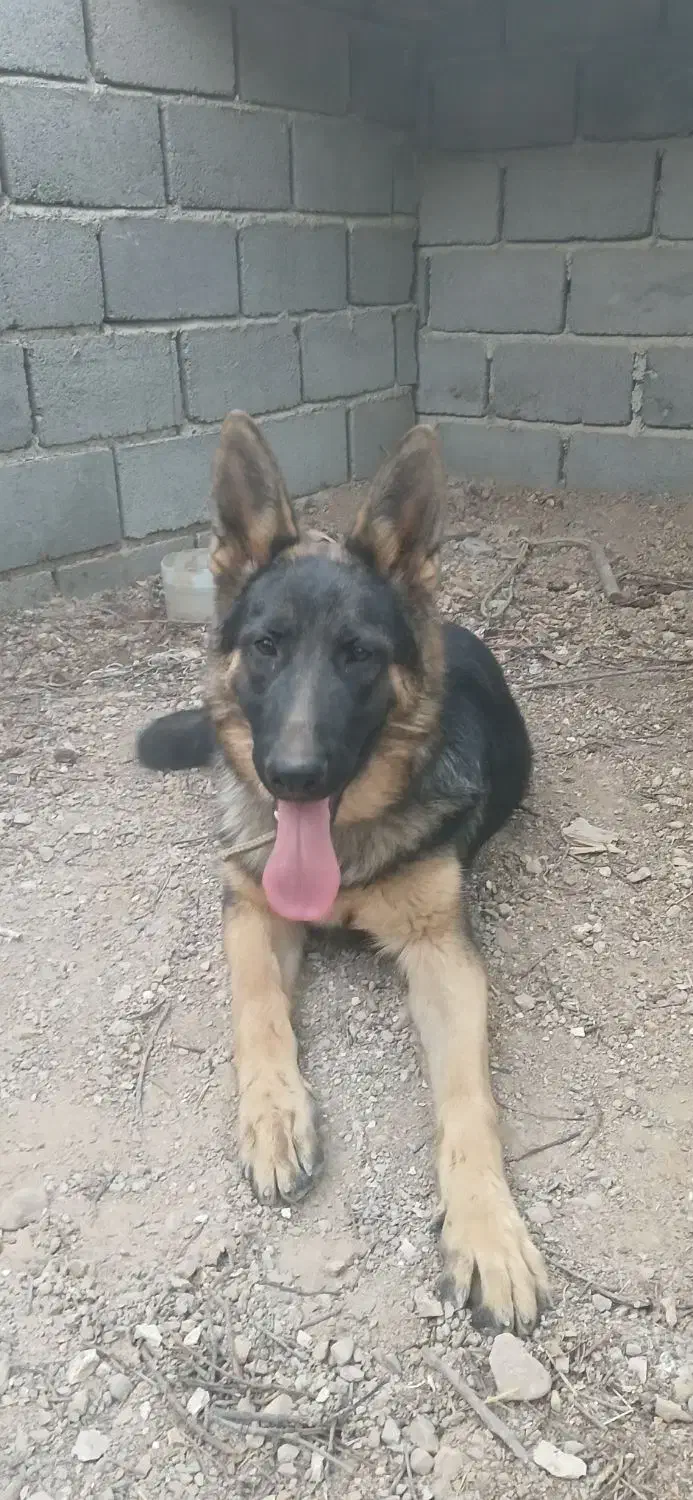 وا گذاری ژرمن شپرت|سگ|شبستر, |دیوار