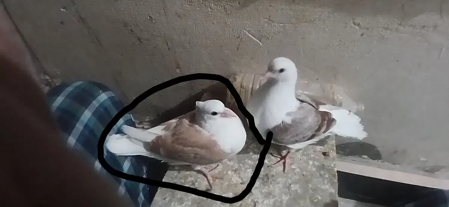 پست زرد جوجه|حیوانات|ساوه, |دیوار