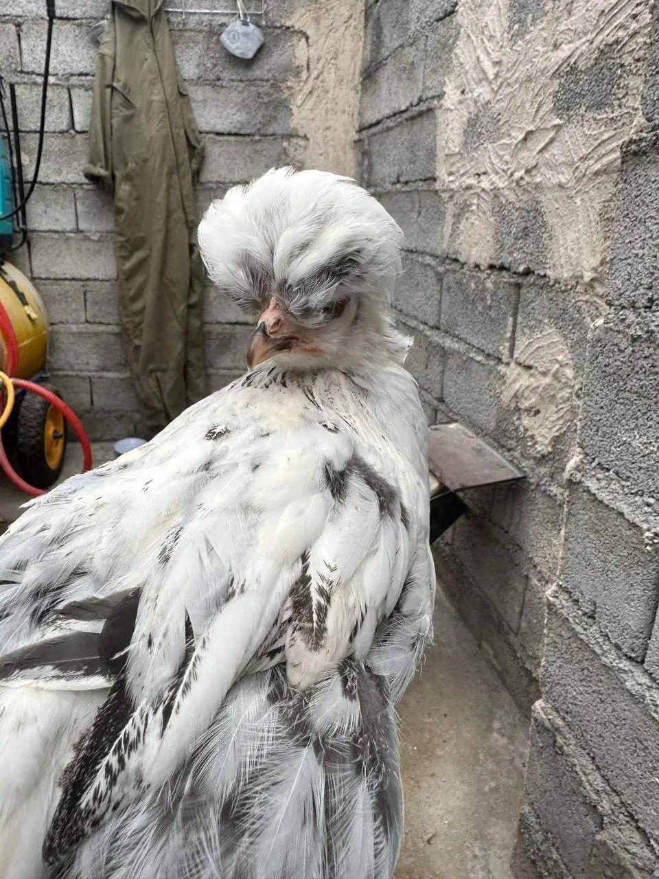 حیوانات|حیوانات مزرعه|محمدبار, |دیوار