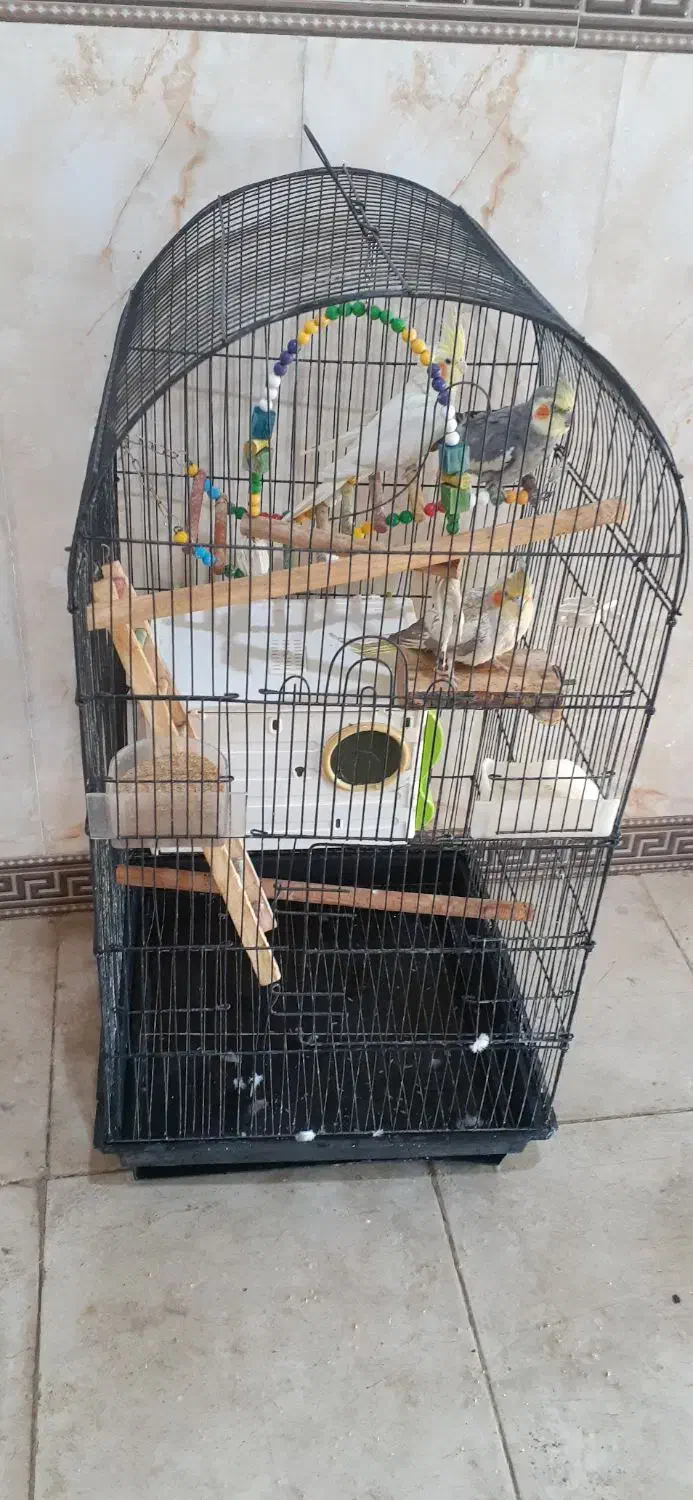 عروس هلندی با سبد لانه|پرنده|شراء, |دیوار