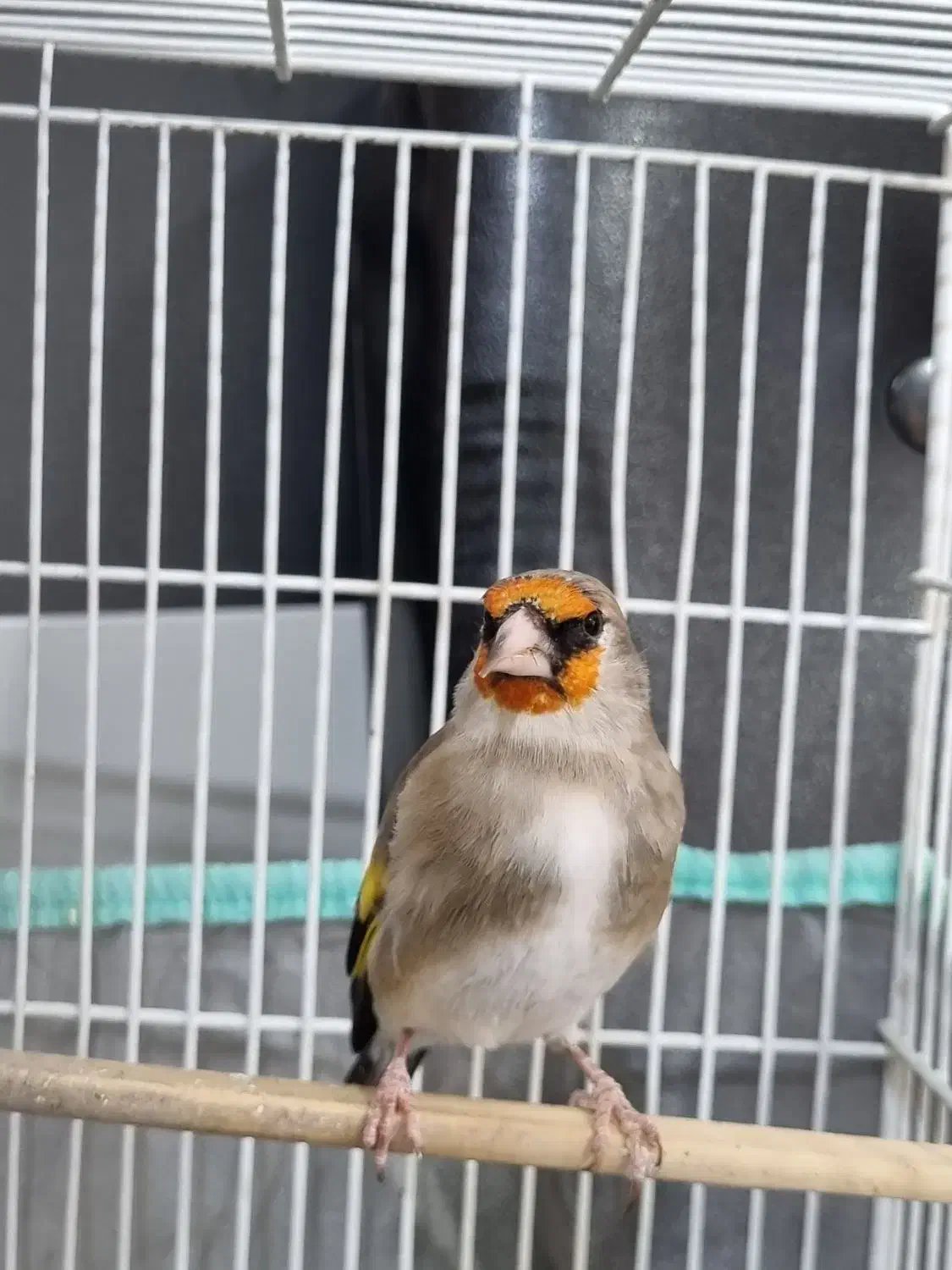 سهره و قناری|پرنده|کرمان, |دیوار