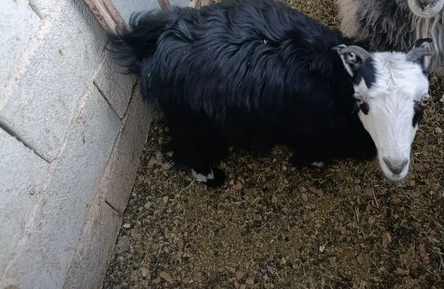 گوسفند زنده|حیوانات مزرعه|آباده, |دیوار