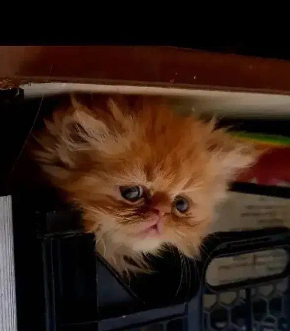 گربه پرشین وارداتی ماده ۶ ماهه|گربه|پرند, فاز ۶|دیوار