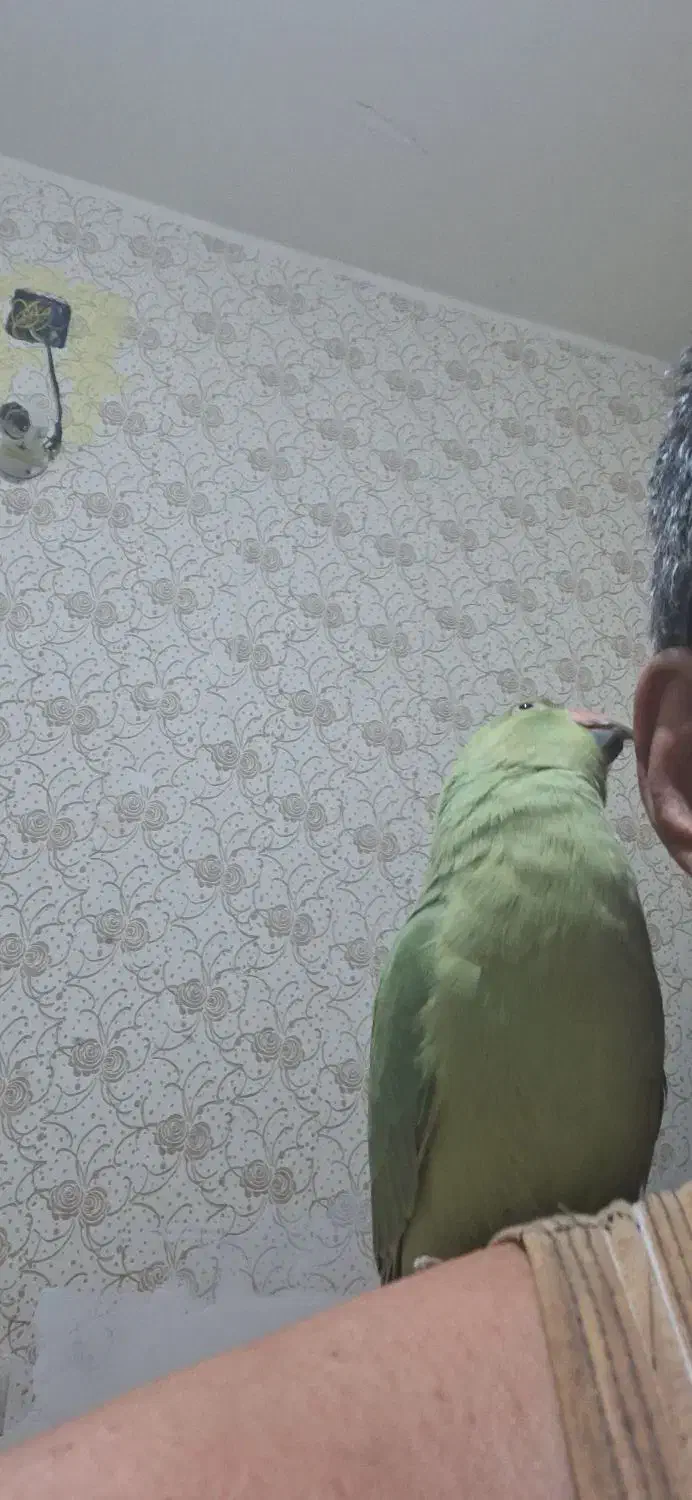 فروش تعدادی عروس هلندی و طوطی ملنگو|پرنده|شوش, |دیوار
