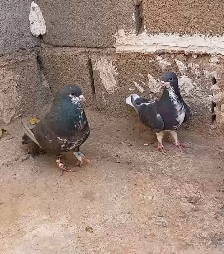 کفتر دو جفت شهری گل زرد شیش دونگ|پرنده|شیراز, تندگویان|دیوار