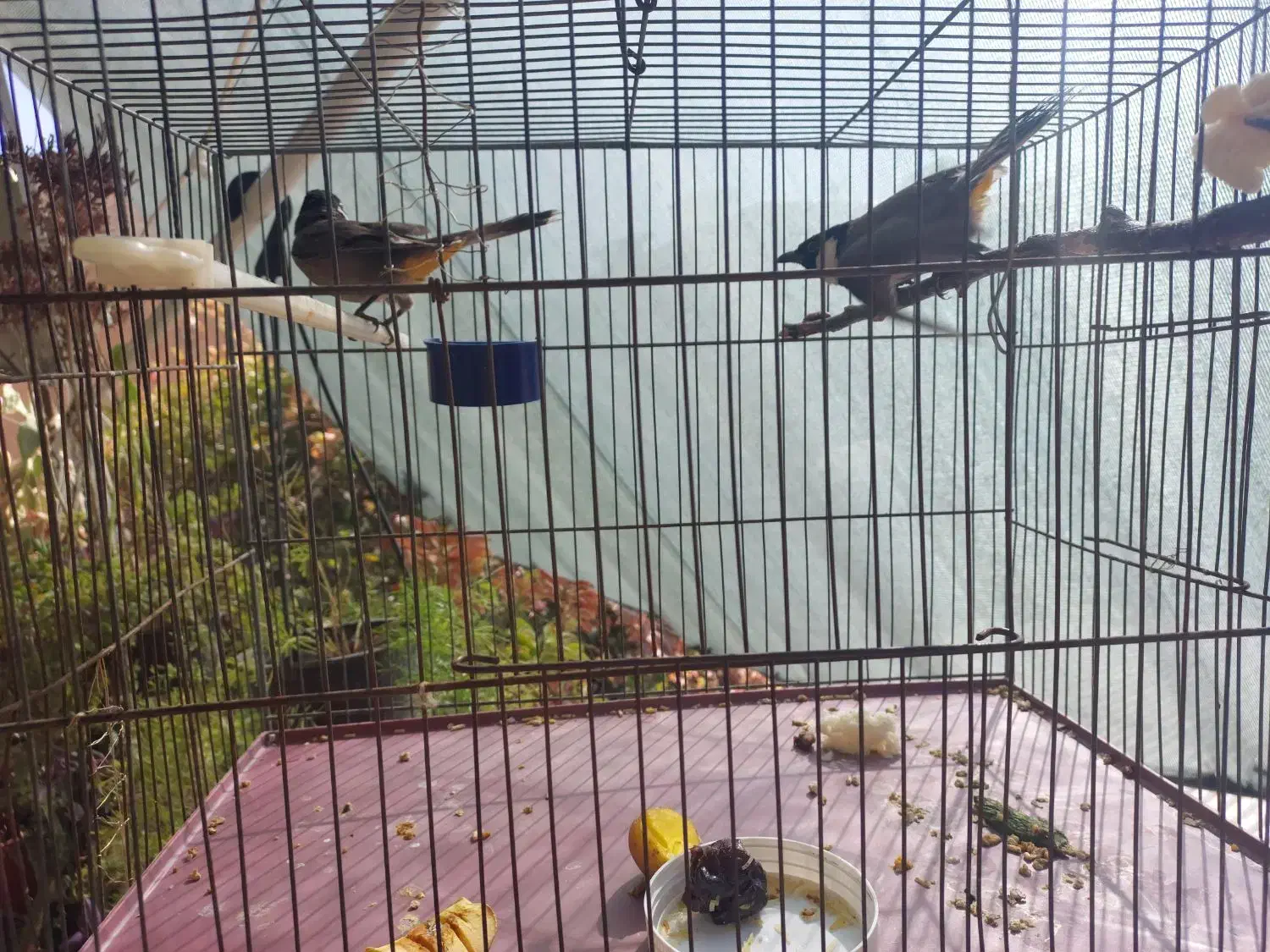 قفس پرنده|لوازم جانبی حیوانات|شیراز, درکی|دیوار