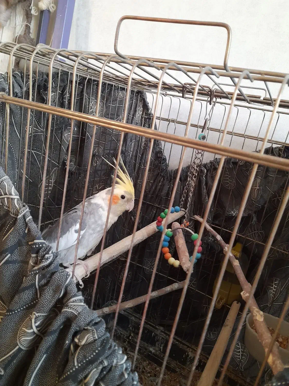 عروس هلندی نر|پرنده|شهرکرد, |دیوار