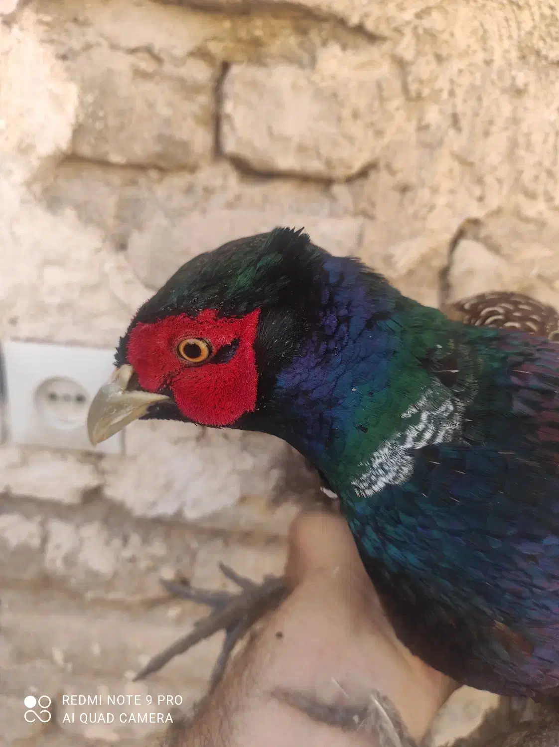 خروس جنگلی پرورشی واسه گوشت واسه درمان بیشتر امراض|حیوانات مزرعه|تربت‌حیدریه, یحیی آباد|دیوار