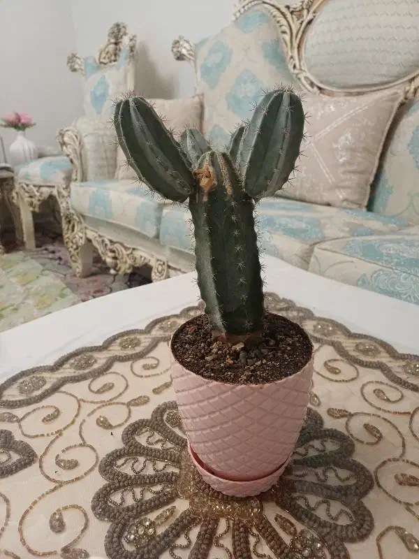 کاکتوس|گل و گیاه طبیعی|اندیشه, اندیشه فاز ۱|دیوار