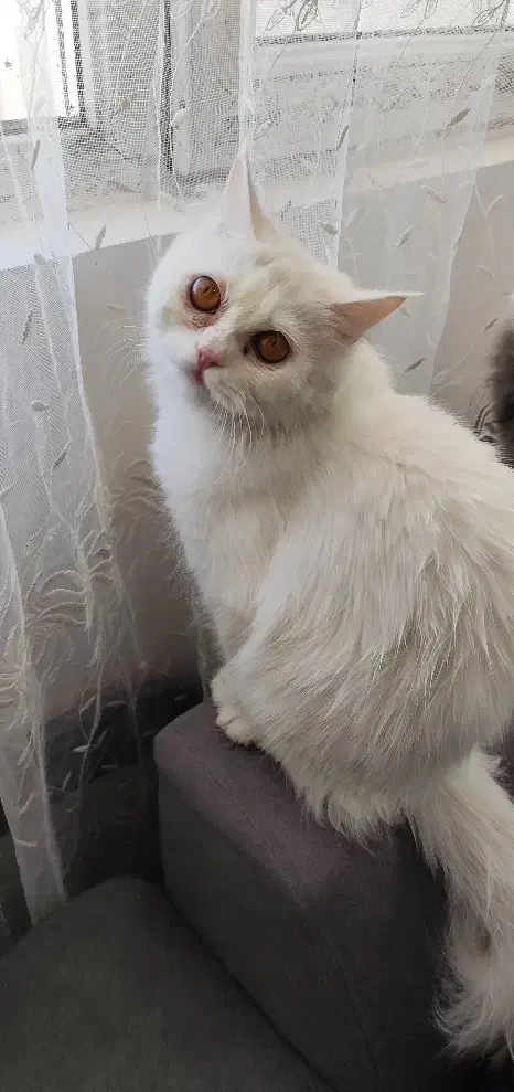 گربه پرشین|گربه|زاهدان, |دیوار