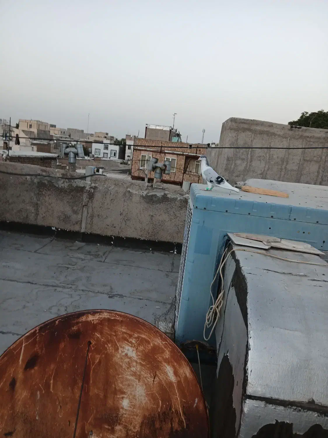 کبوتر|پرنده|الوند, |دیوار