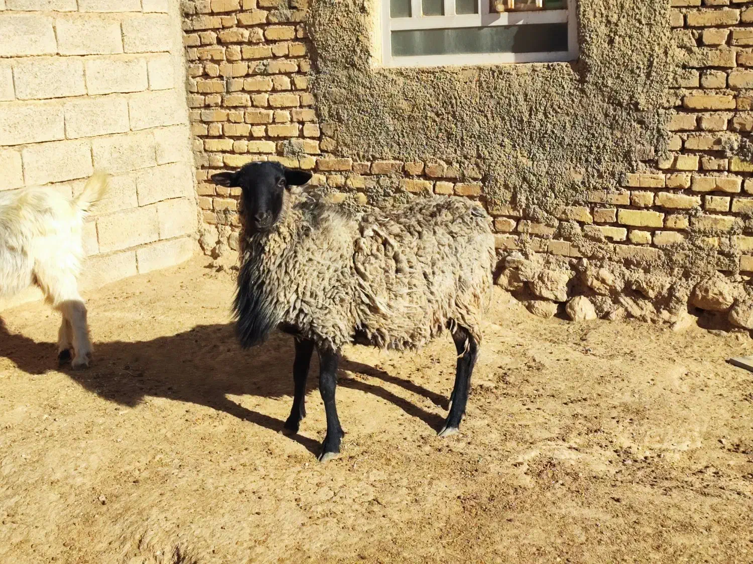 شیشک قوچ رومانوف اصل بذری ،بره اصیل|حیوانات مزرعه|بختگان, |دیوار