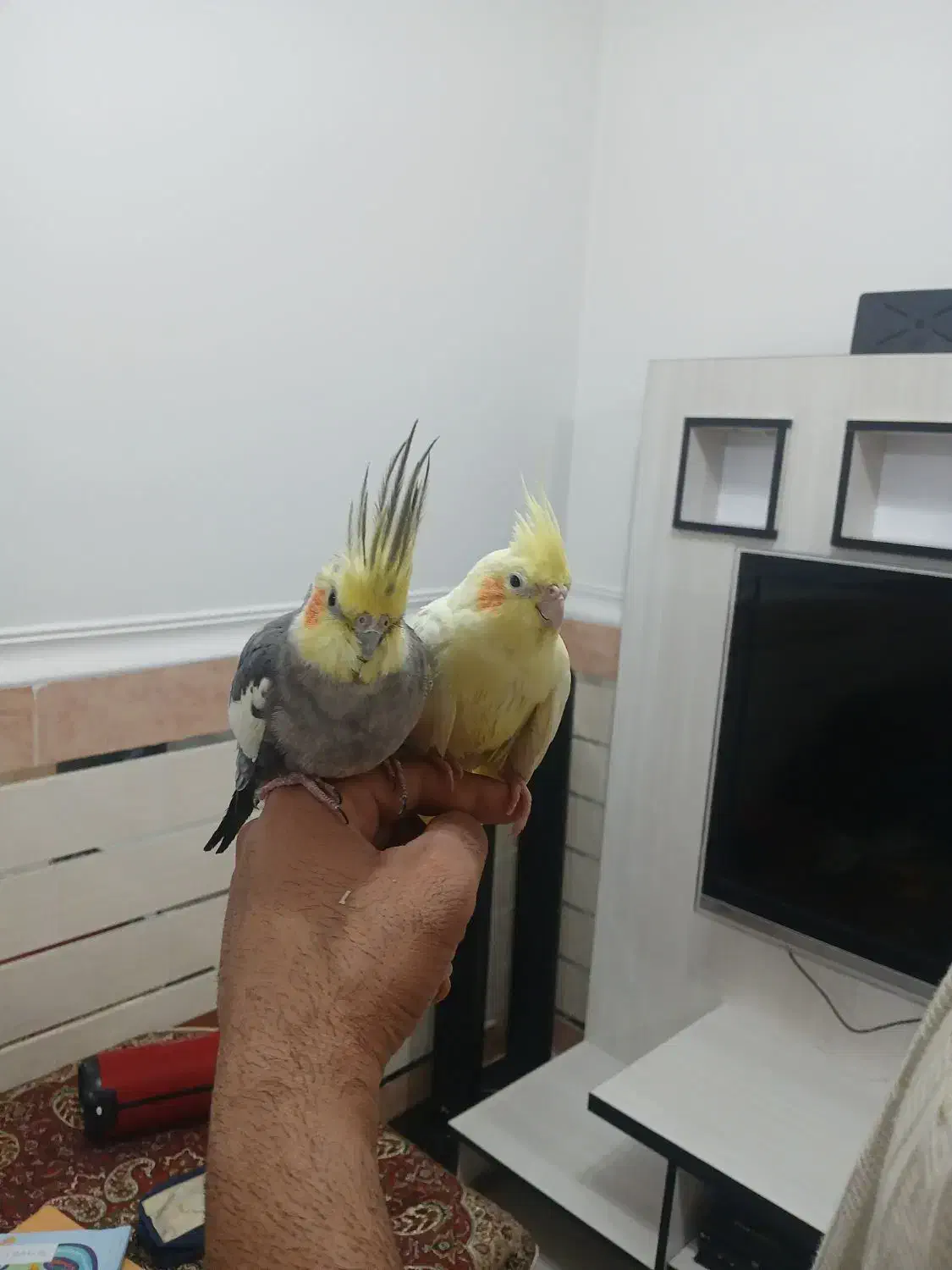 جفت مولد عروس هلندی تازه هم تخم گذاشتنه|پرنده|شوشتر, |دیوار