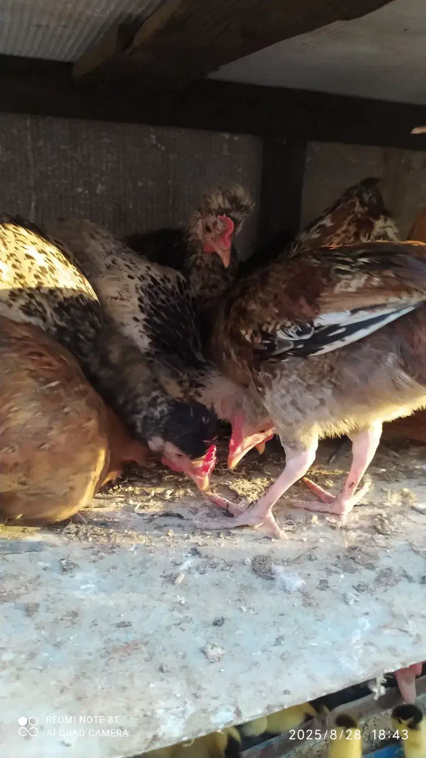 مرغ و خروس و غاز و اردک و کبوتر|حیوانات مزرعه|آق قلا, |دیوار