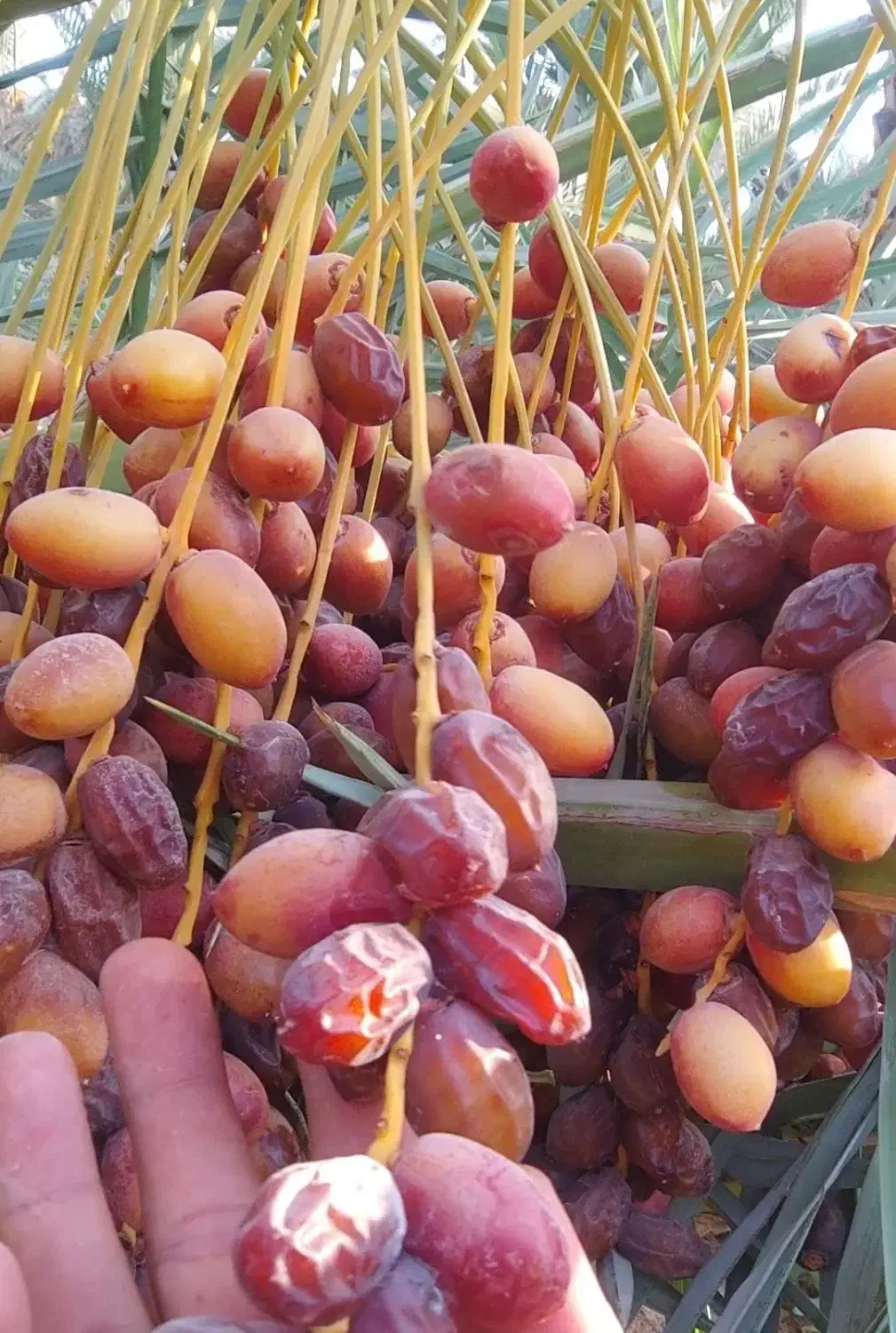 فروش خرما زاهدی و خاسوییو هلیله ای|خوردنی و آشامیدنی|قیروکارزین, |دیوار