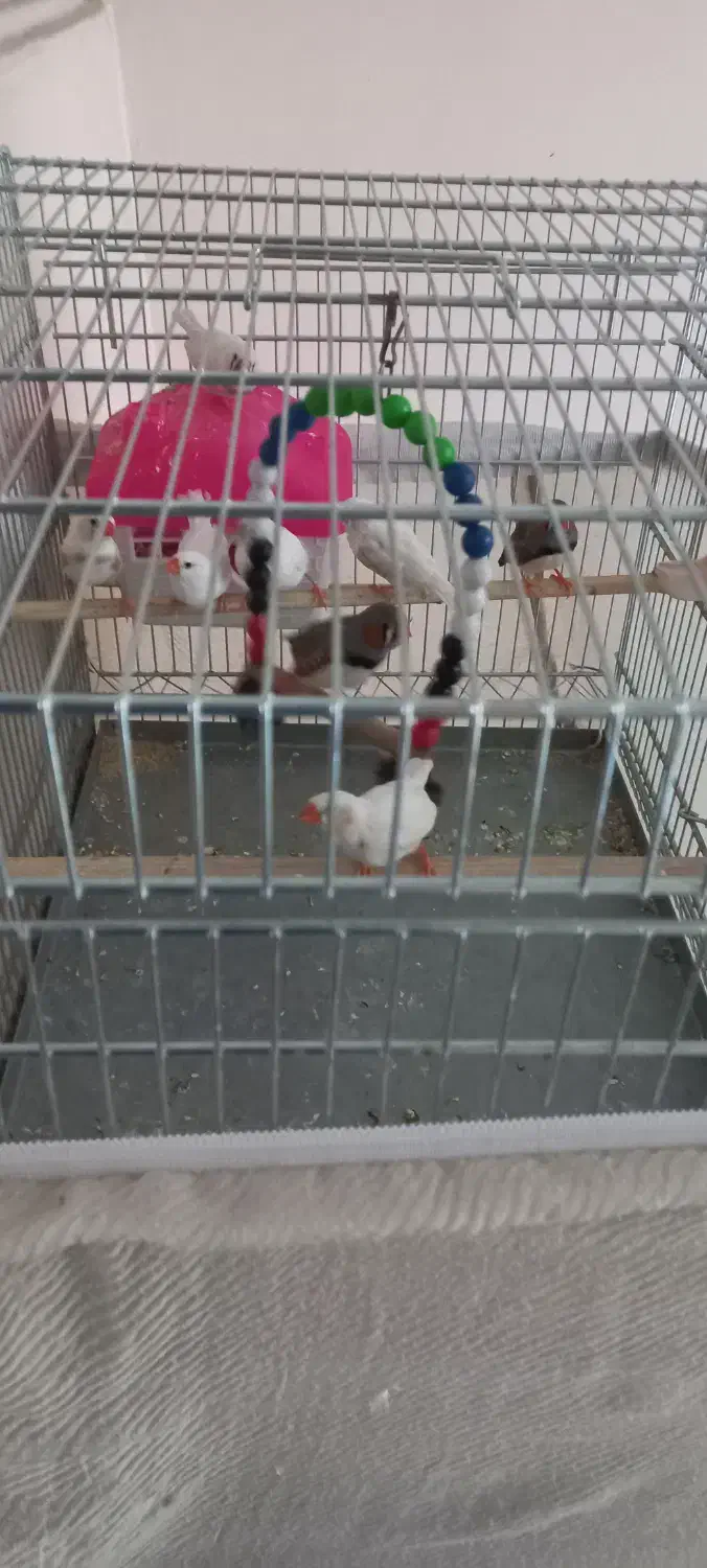 پرنده|پرنده|تهران, زرگنده|دیوار