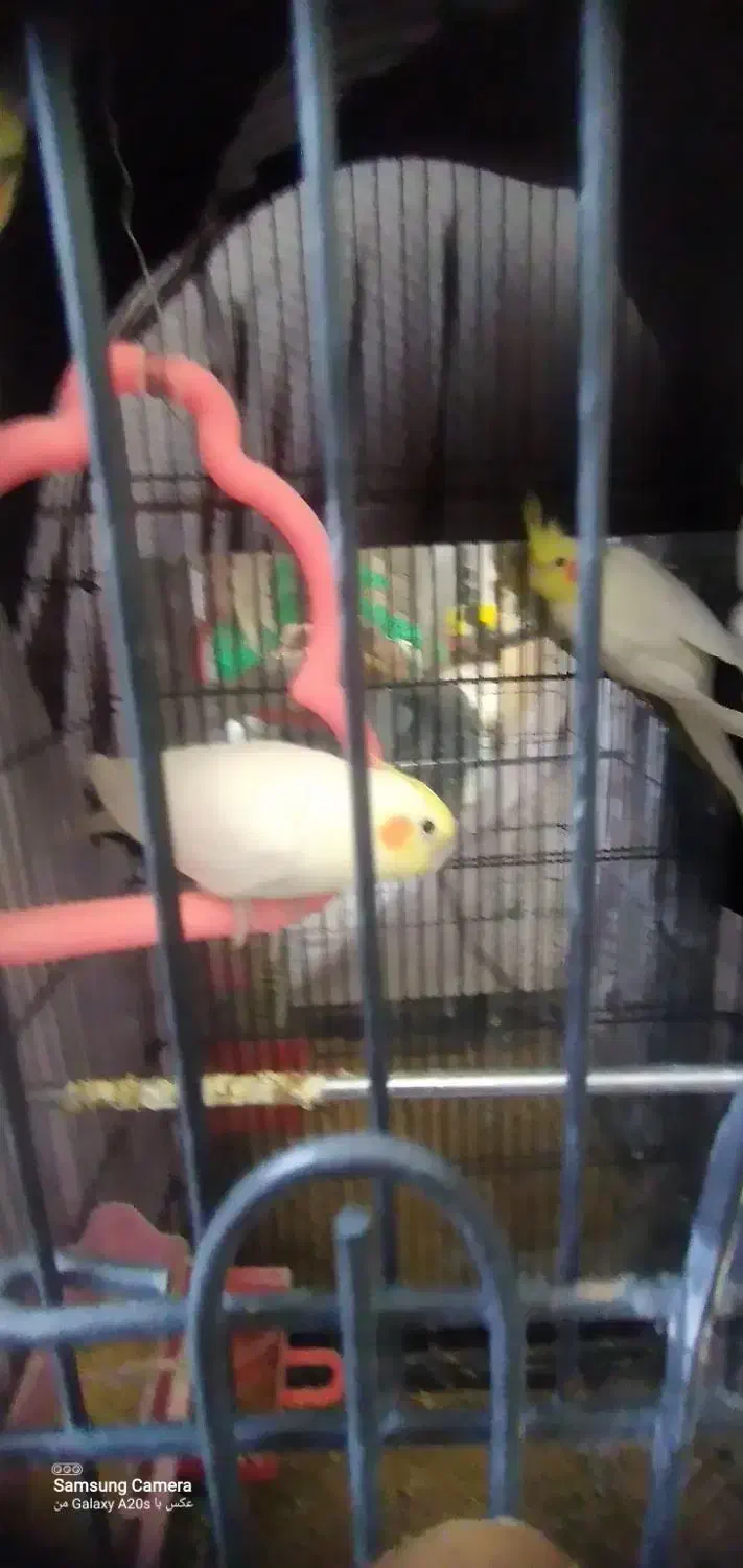 4عدد عروس هلندی|پرنده|خمینیشهر, |دیوار