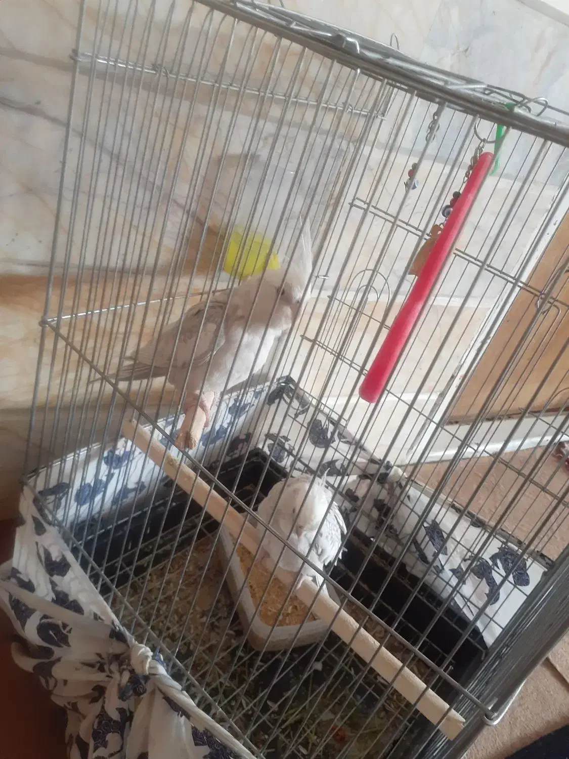 عروس هلندی جفت تخم گذار به فروش میرسد|پرنده|لنجان, |دیوار