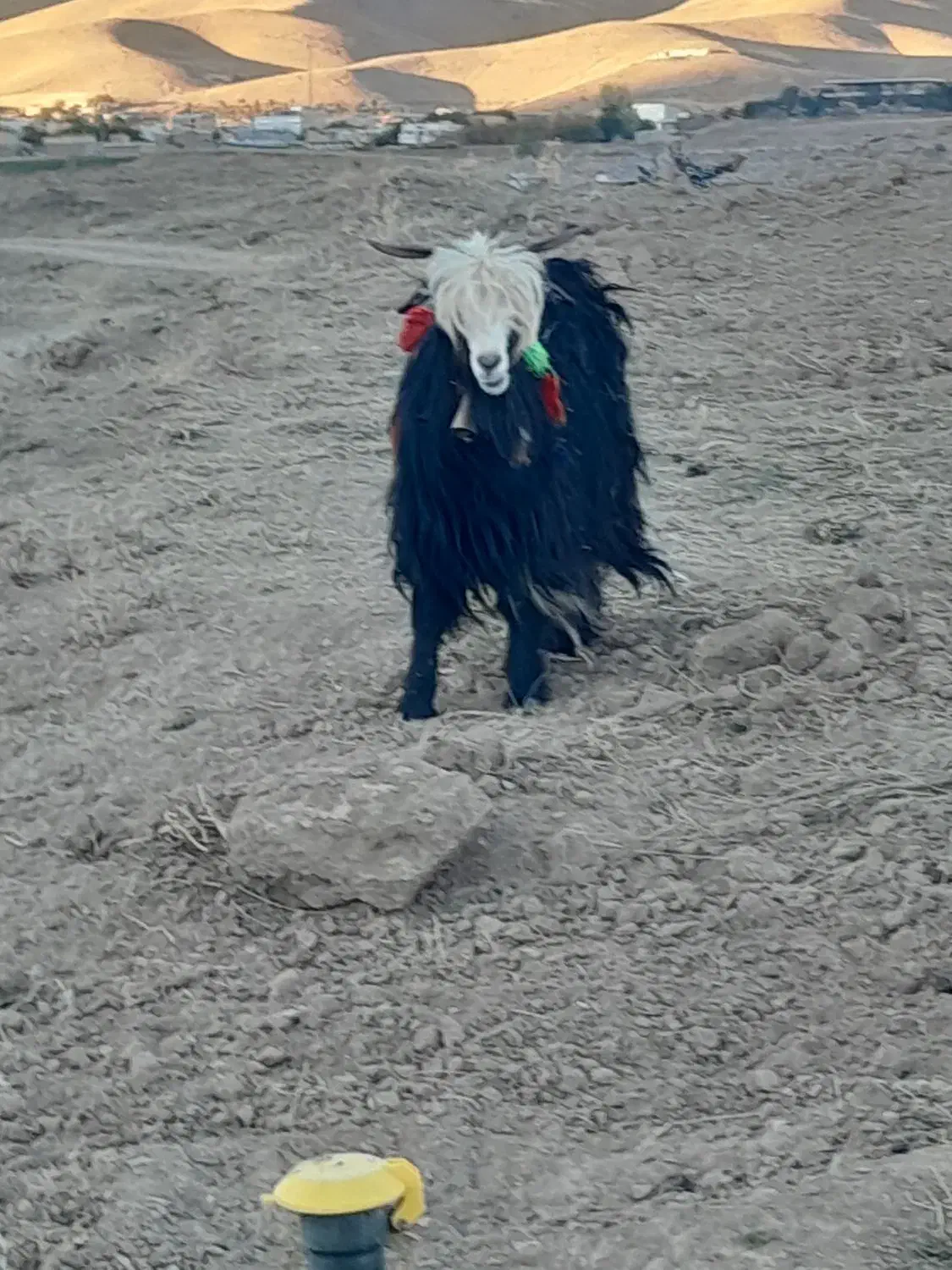 چپش|حیوانات مزرعه|لاران, |دیوار