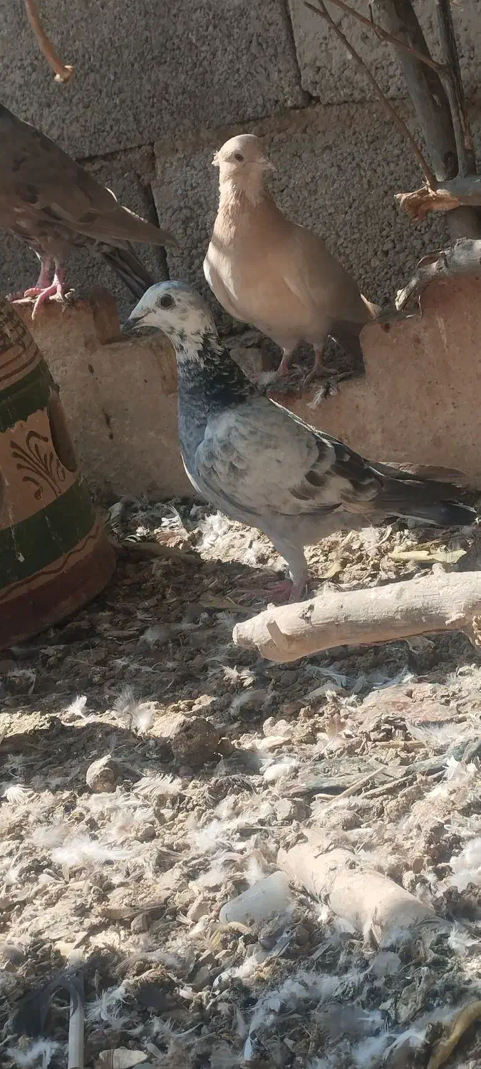 ماده بزک|پرنده|مرودشت, ژیان|دیوار