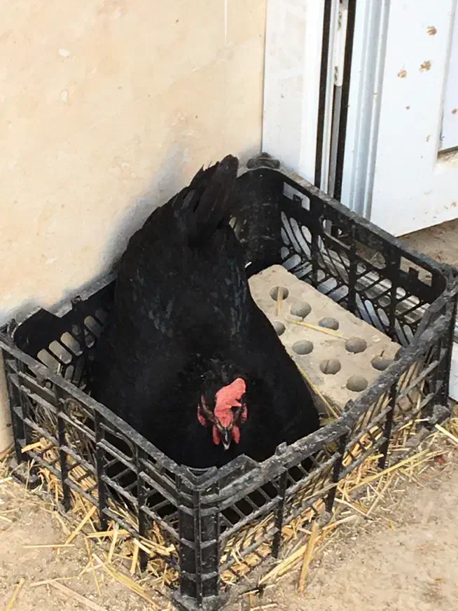 مرغ سیاه|حیوانات مزرعه|اهواز, شهرک نفت|دیوار