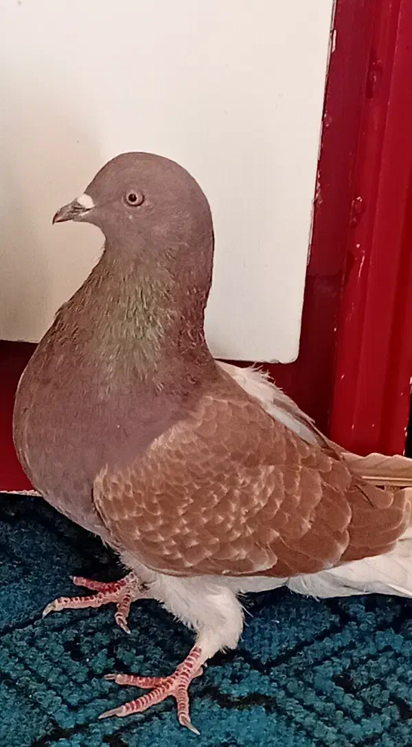 کبوتر پر|پرنده|شهرکرد, |دیوار