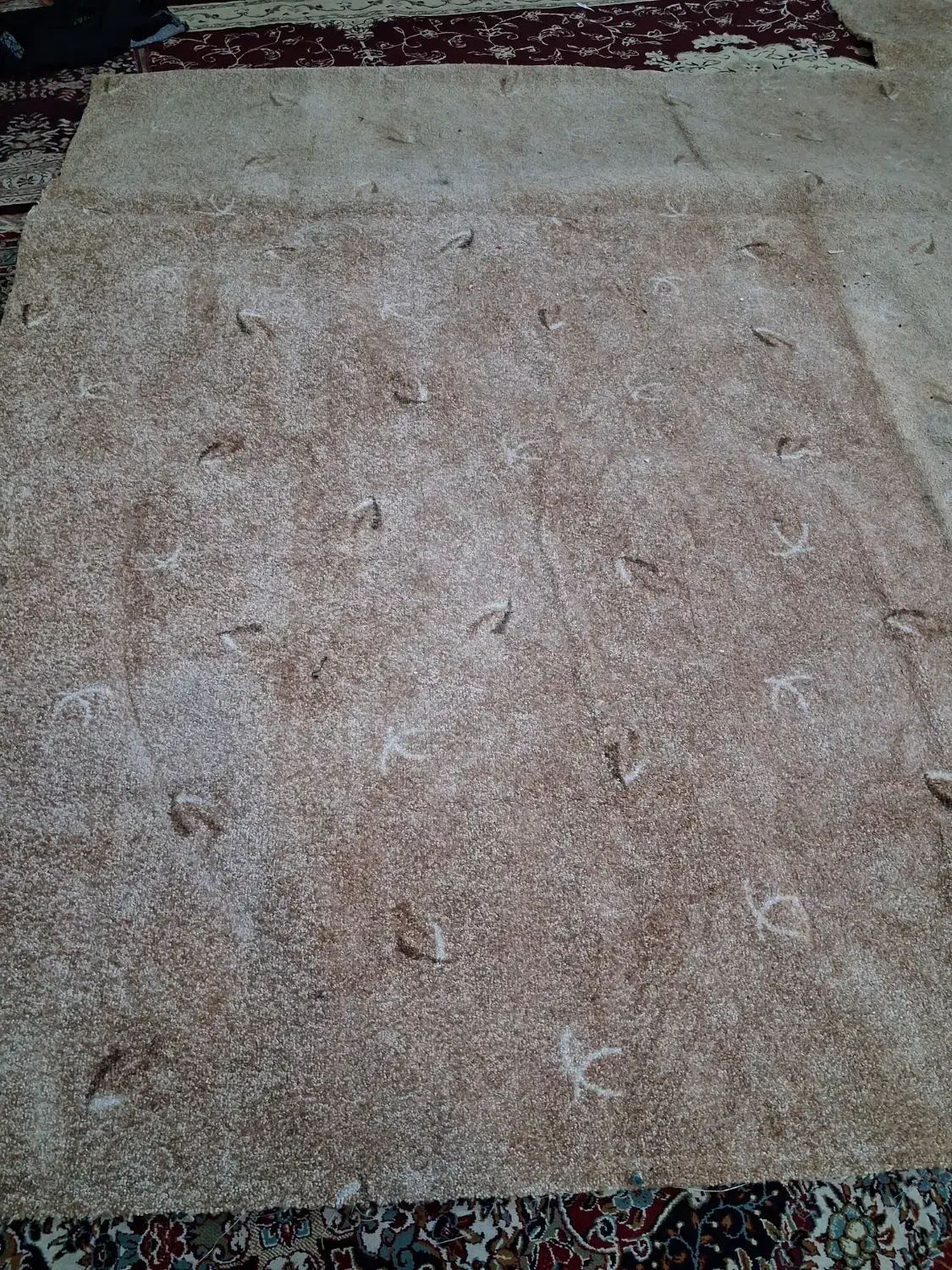 موکت|موکت|اهواز, کمپلو جنوبی|دیوار