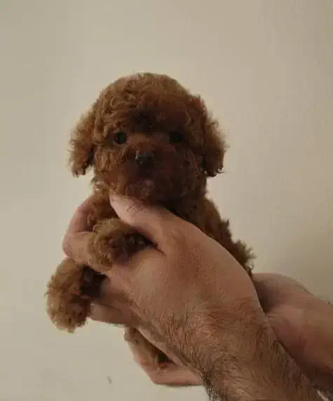 شرایط ویژه. برای واگذاری به سرپرست مناسب.|سگ|مشهد, کوه سنگی|دیوار