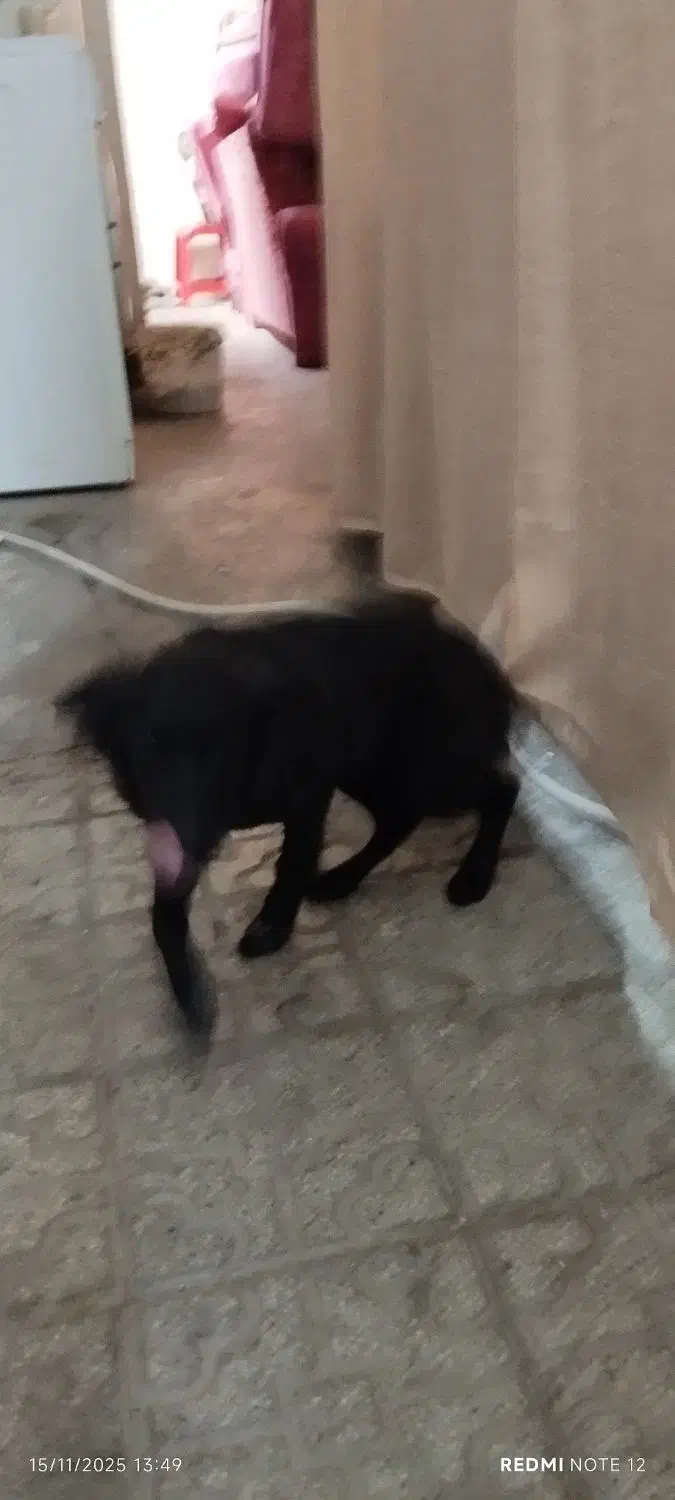 سگ مشکی|سگ|کاشمر, |دیوار