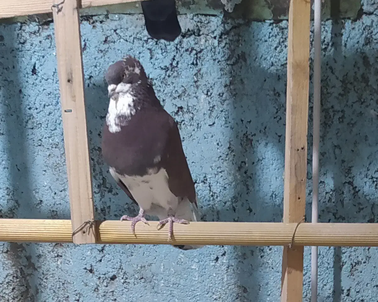 کفترانگلیسی اصل وتهرانی|پرنده|ملارد, |دیوار