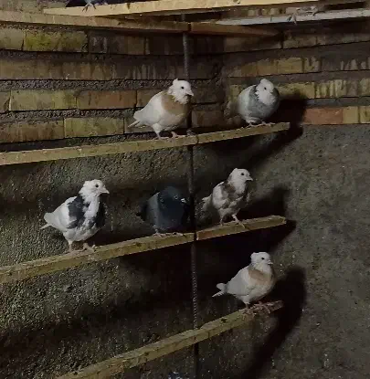 کفتر طوقی|پرنده|زاویه, |دیوار