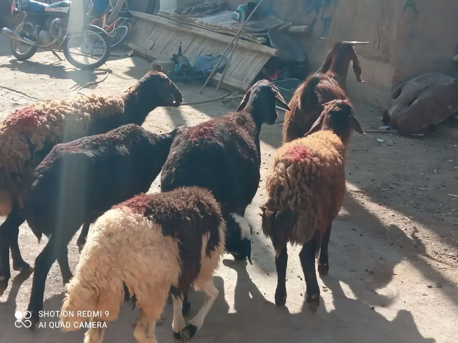 سه تاگوسفندجوان وابستن وبره ماده دامازلق قرمزلخت|حیوانات مزرعه|خواجه, |دیوار