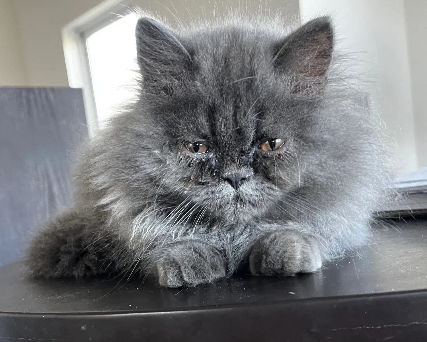 گربه پرشین|گربه|سورک, |دیوار