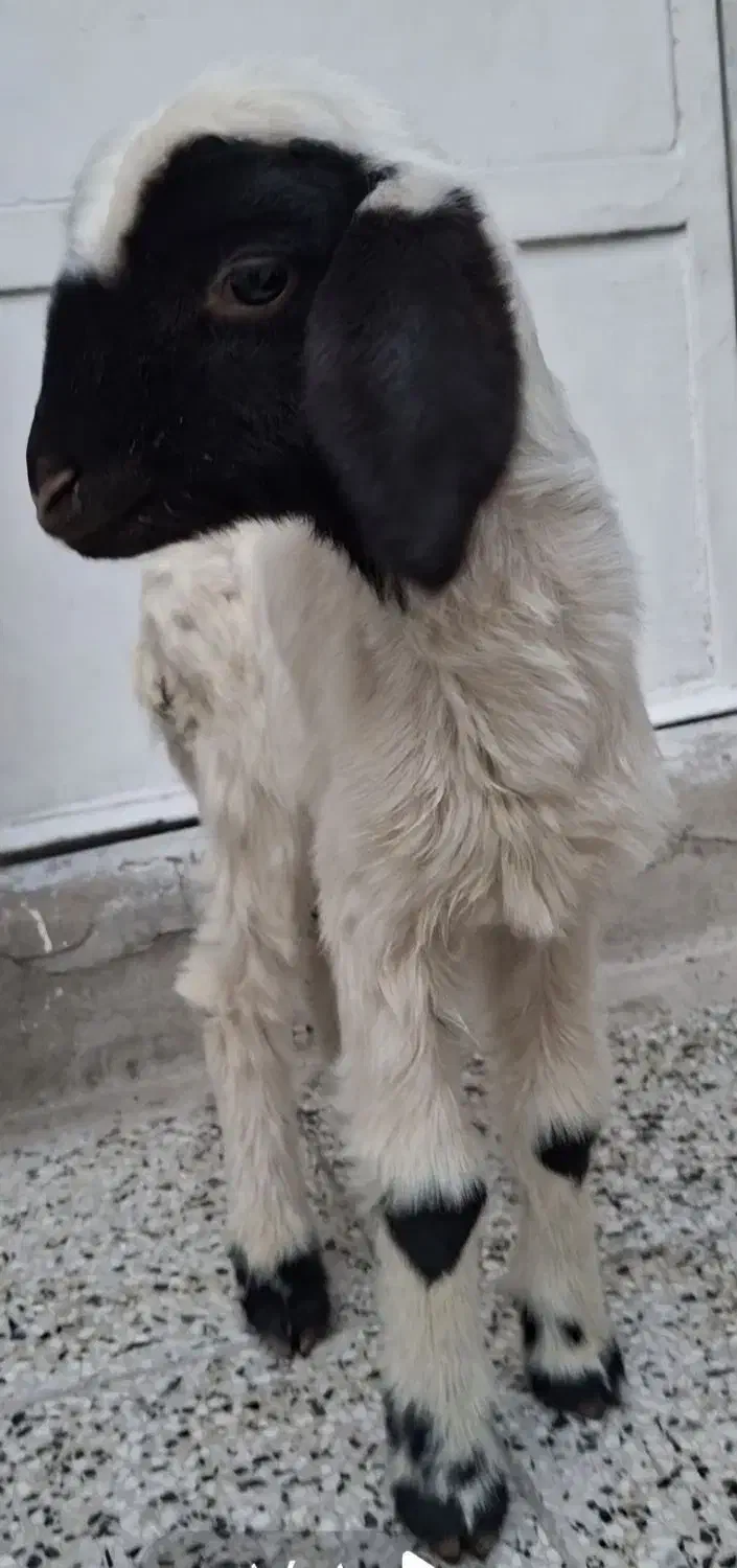 بره شیری ماده|حیوانات مزرعه|بروجرد, |دیوار