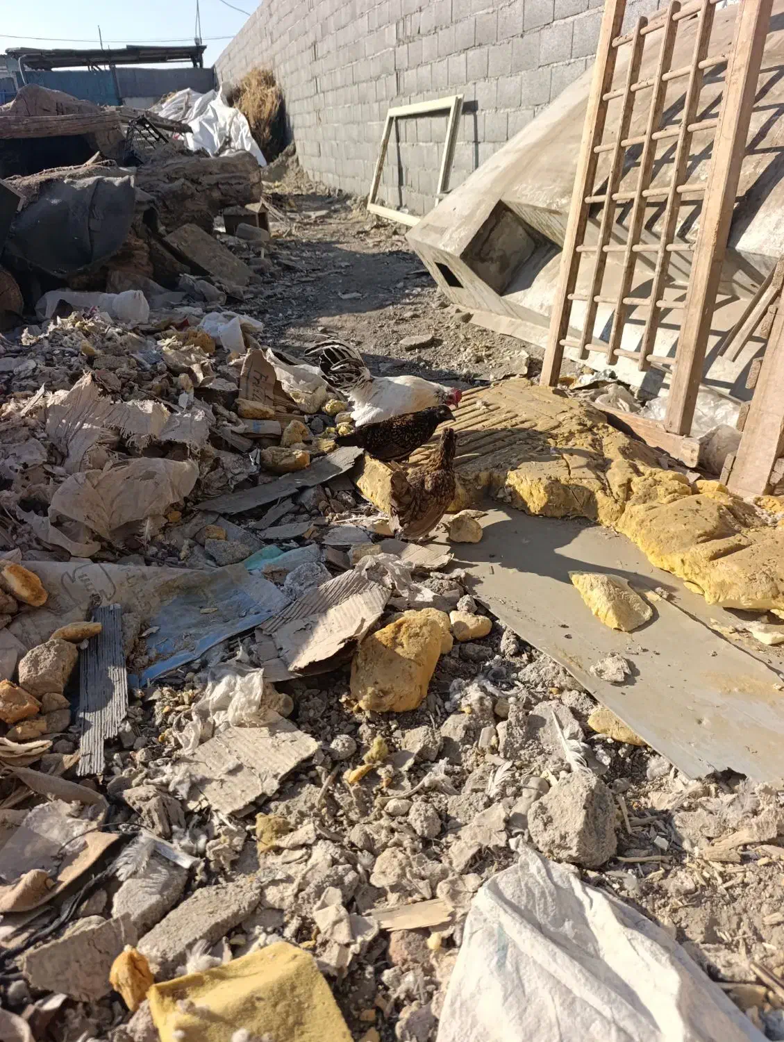 مرغ و خروس مینیاتوری|حیوانات مزرعه|مشکین‌دشت, |دیوار