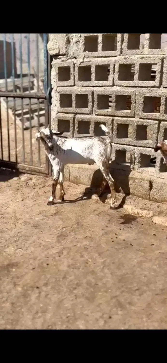 صلاله خوشگل|حیوانات مزرعه|بندر ماهشهر, |دیوار