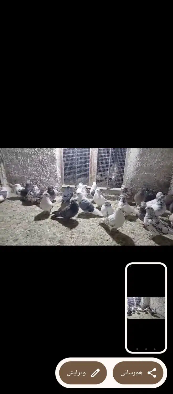 کفتر|پرنده|رباط‌کریم, شترخوار|دیوار