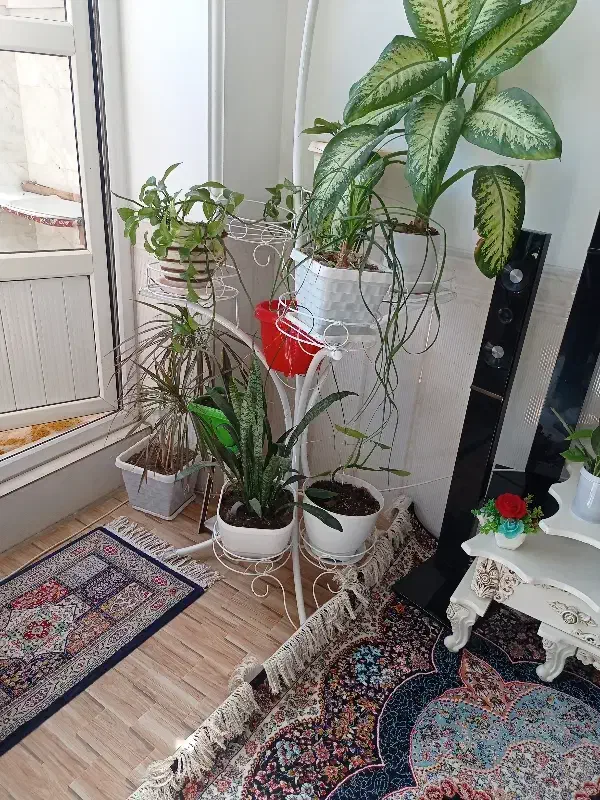 استند گل|گل و گیاه طبیعی|رباطکریم, نصیرشهر|دیوار