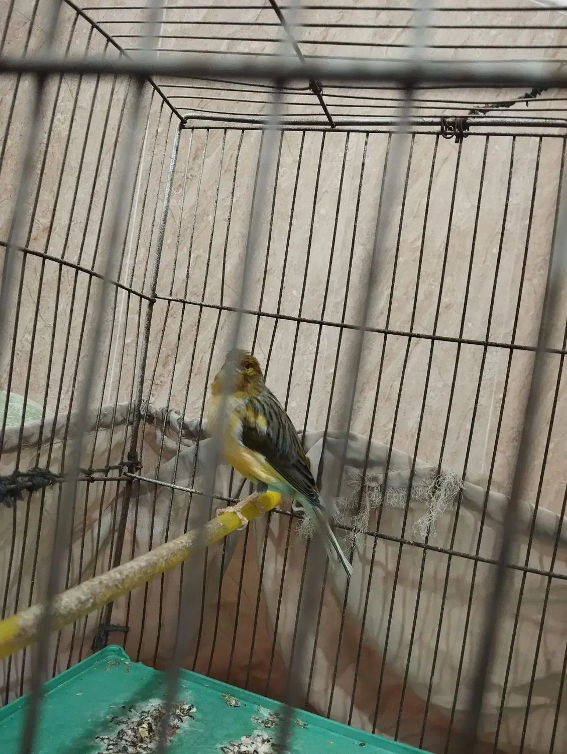 قناری نر|پرنده|برازجان, |دیوار