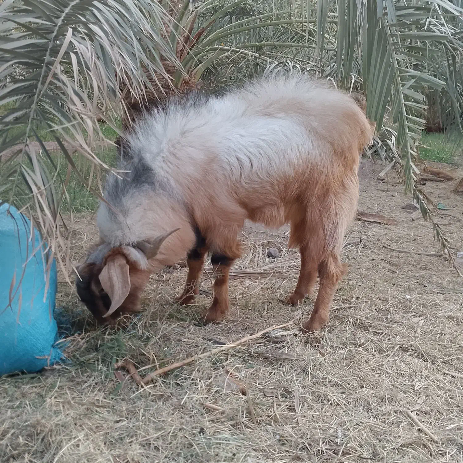 گوسفند|حیوانات مزرعه|نرماشیر, |دیوار