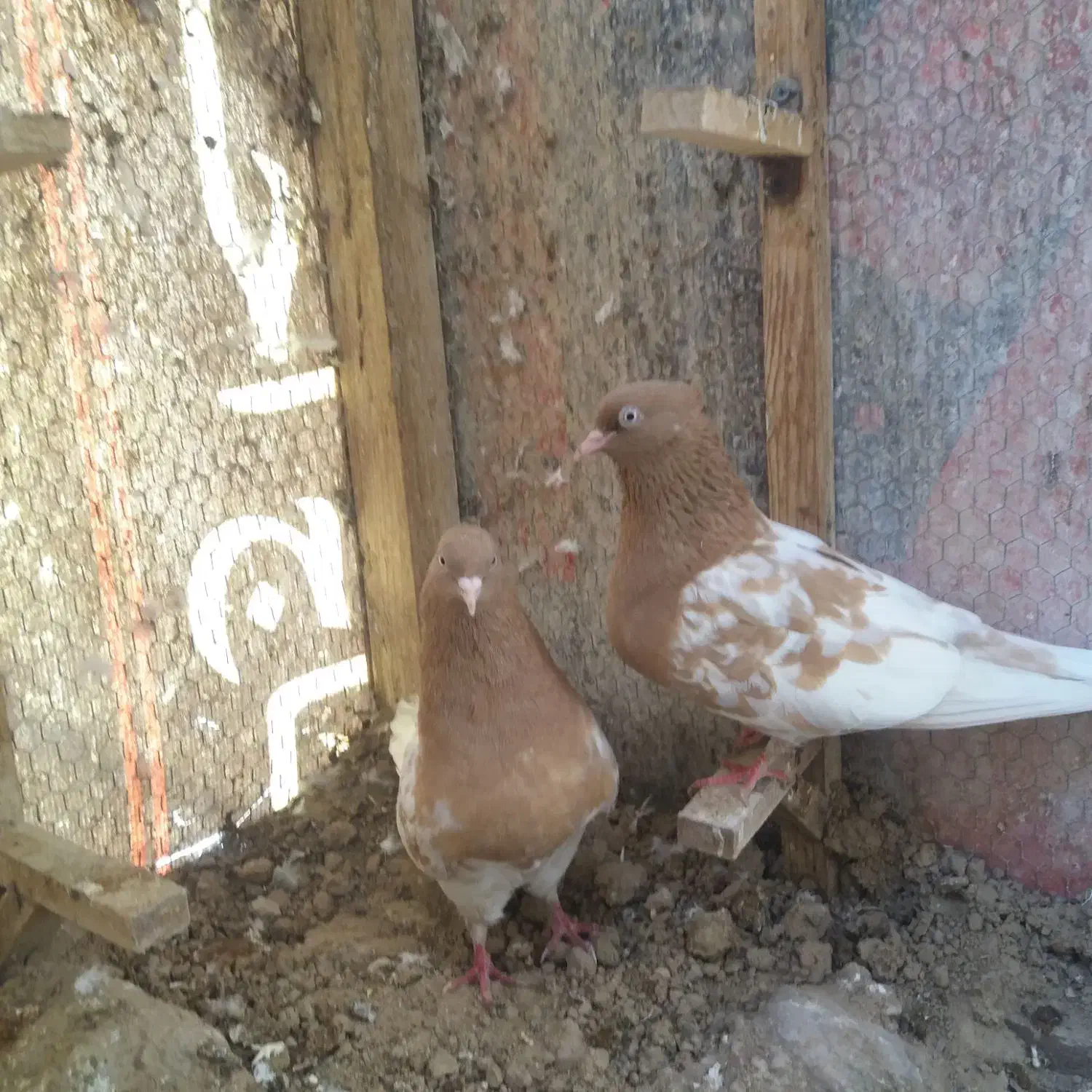 کبوتر|پرنده|جهرم, |دیوار