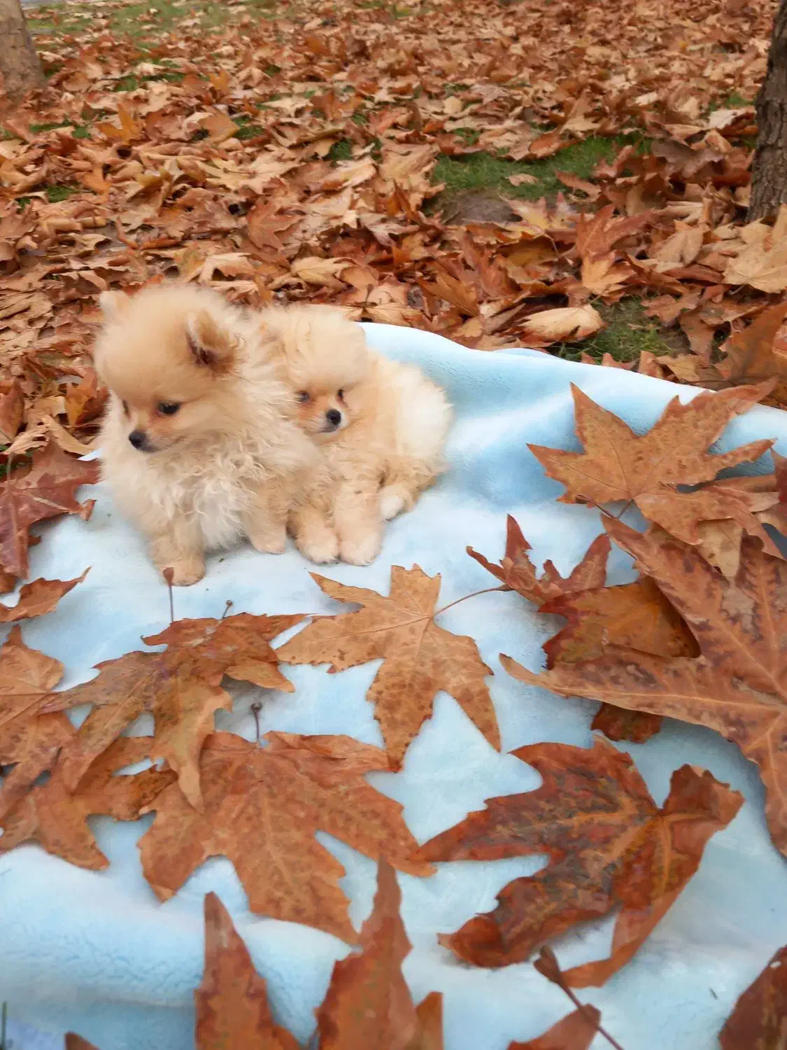 سگ خانگی|سگ|قزوین, |دیوار